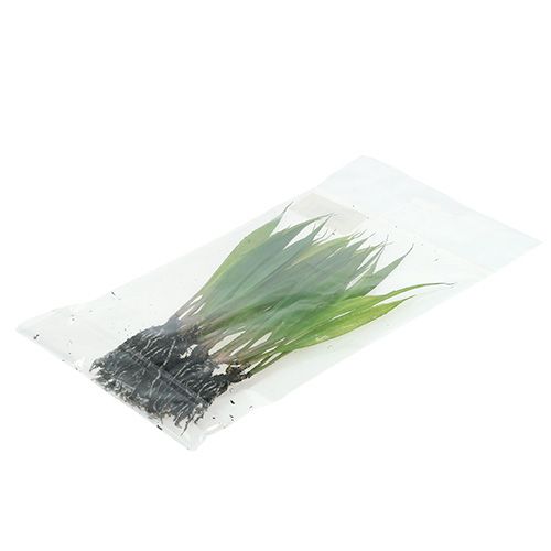Floristik24 Mini gras met wortels 18cm groen 6st