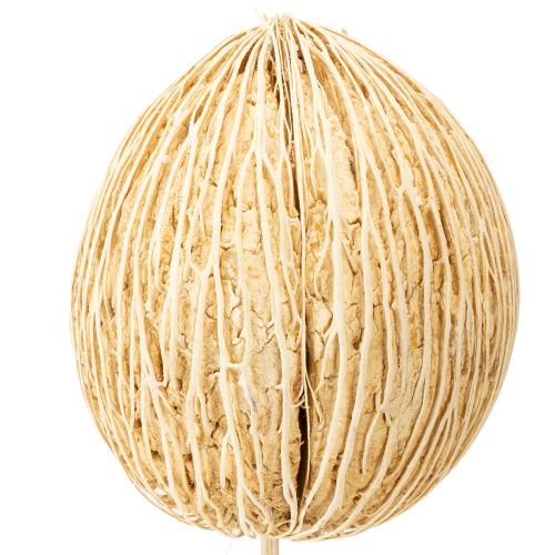 Artikel Mintolla bal gebleekt 8cm - 10cm L46cm 6 st
