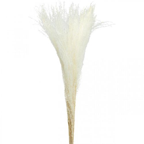 Vedergras deco gebleekt droog gras Miscanthus 75cm 10st