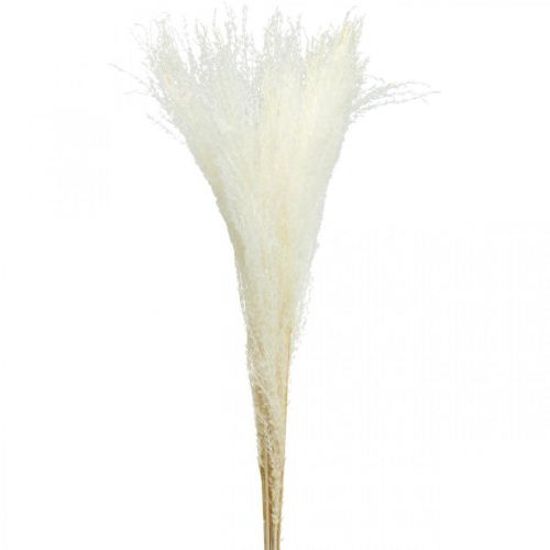 Floristik24 Verengras decoratie gebleekt droog gras Miscanthus 75cm 10 st
