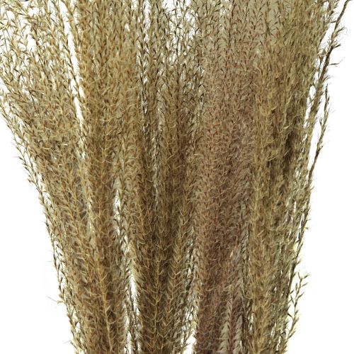 Artikel Miscanthus Chinees riet droog gras droogdecoratie 75cm 10st