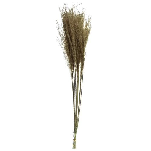 Artikel Miscanthus Chinees riet droog gras droge decoratie 75cm 10 st