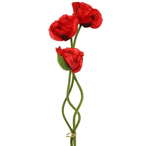 Floristik24 Klaproos rood 58cm - 74cm 3 st