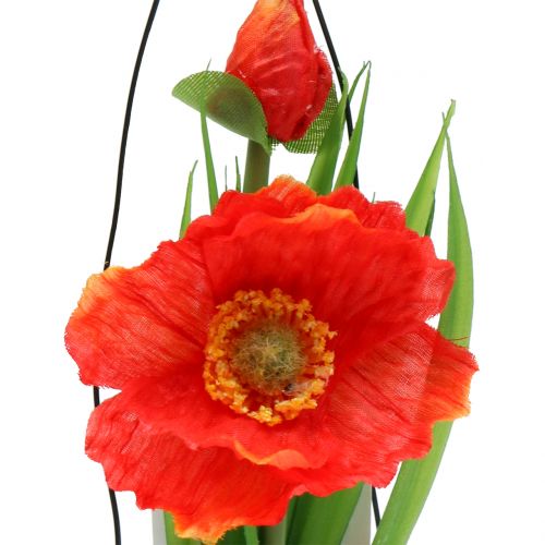 Floristik24 Oranje maanzaad in een glas H22cm