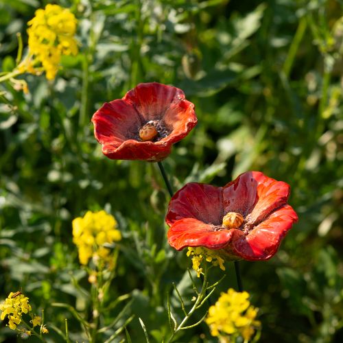 Artikel Tuindecoratie met klaprozen op stokken, een perfect decoratief element voor uw tuin, 42 cm, 4 stuks