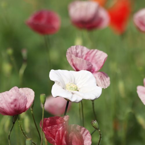 Artikel Klaproos bloemensteker, keramische bloem, met liefde gedetailleerd, voor elegante tuinaccenten, 42 cm, 4 stuks