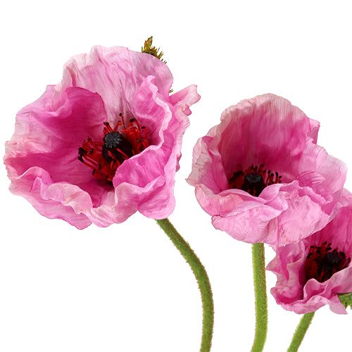 Artikel Klaprozen roze 59cm - 75cm 3 st