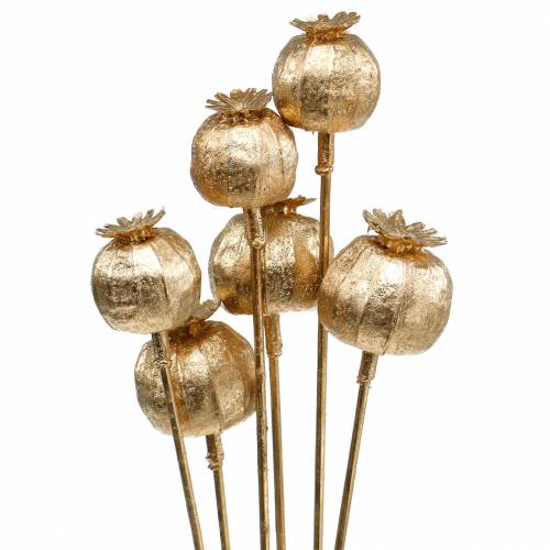 Floristik24 Maanzaad capsule op stok goud 59cm 6st