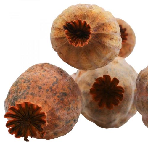 Poppy capsules groot Papaver gedroogd deco poppy oranje 5st