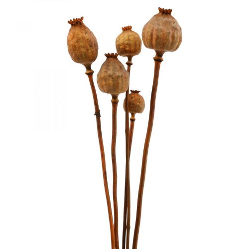 Poppy capsules groot Papaver gedroogd deco poppy oranje 5st