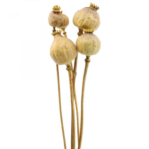 Floristik24 Klaproos capsule grote droogbloemen geel Papaver decoratieve klaprozen 5 st