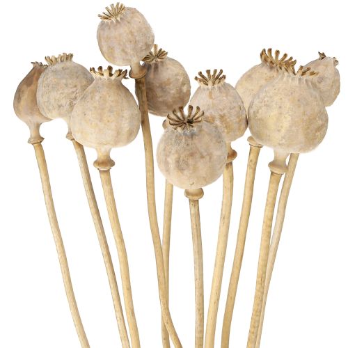 Floristik24 Klaproos capsules gedroogde natuurlijke gedroogde bloemen 55cm 10 stuks