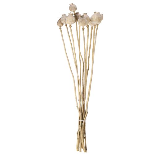 Floristik24 Klaproos capsules gedroogde natuurlijke gedroogde bloemen 55cm 10 stuks