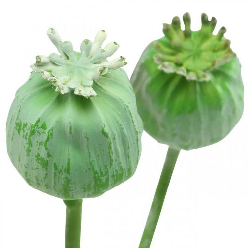 Floristik24 Maanzaad capsules decoratie kunst maanzaad op stokje groen 58cm 3st in bos