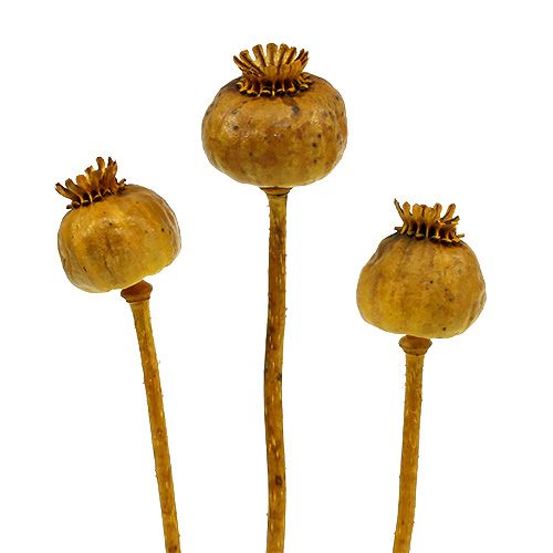 Floristik24 Klaprozen gekleurd geel 100 st