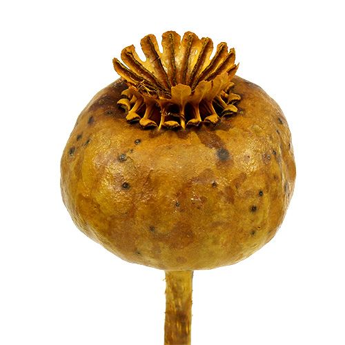 Floristik24 Klaprozen gekleurd geel 100 st