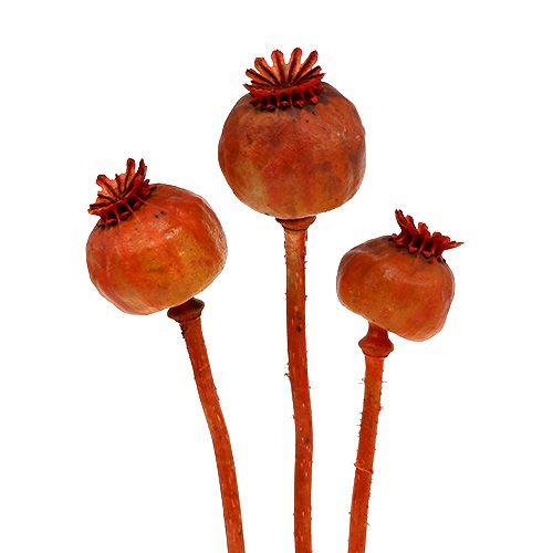 Floristik24 Klaprozen gekleurd oranje 100 st