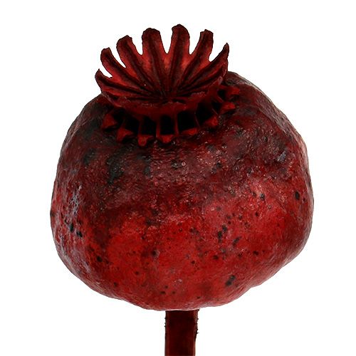 Floristik24 Klaprozen gekleurd rood 100 st