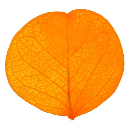 Floristik24 Moneta bladeren goudgeel 50g