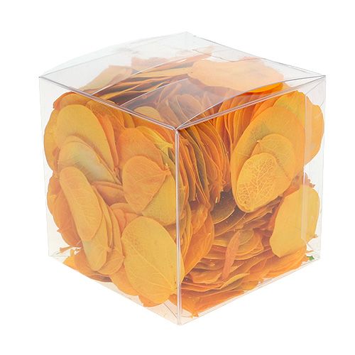Floristik24 Moneta bladeren goudgeel 50g
