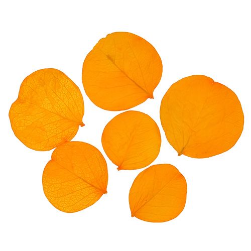 Floristik24 Moneta bladeren goudgeel 50g