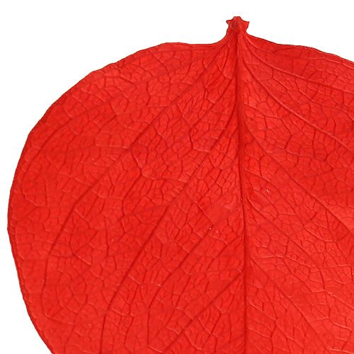 Moneta bladeren rood 50g