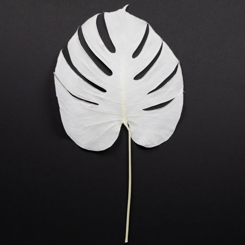 Artikel Monstera bladeren gebleekt decoratief raamblad H40cm 5 stuks