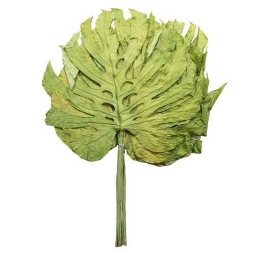 Monstera bladeren gedroogd decoratie raamblad H50cm 5 stuks