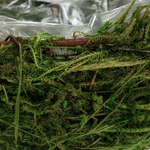 Floristik24 Moskom groen Ø11cm H6.5cm - 7.5cm 5st