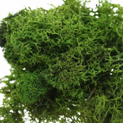 Floristik24 Decoratief mos voor handwerk Donkergroen natuurlijk mos geconserveerd 40g