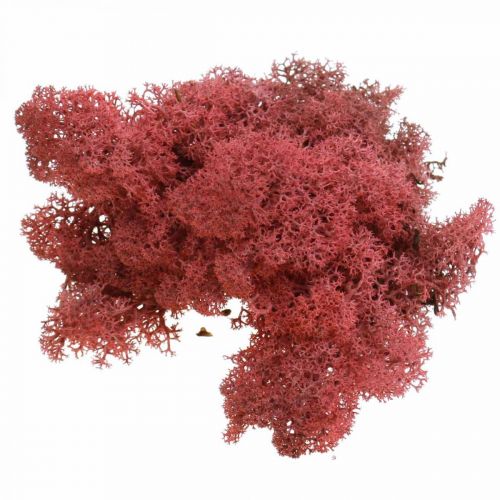 Artikel Decoratief mos voor handwerk Rood gekleurd natuurlijk mos in een zak van 40 g