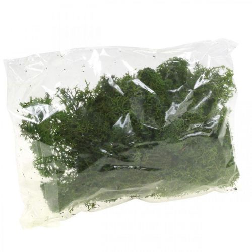 Floristik24 Decoratief mos voor handwerk Donkergroen natuurlijk mos geconserveerd 40g