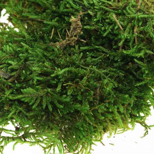 Floristik24 Decoratief mos voor knutselen groen, donkergroen 100g