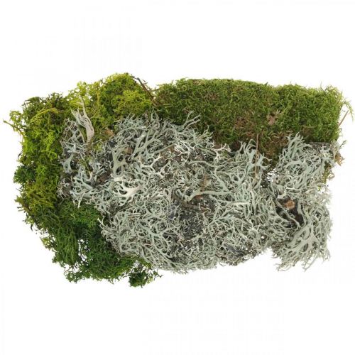 Floristik24 Decoratief mos voor knutselen Moss en korstmos mix groen, grijs 100g