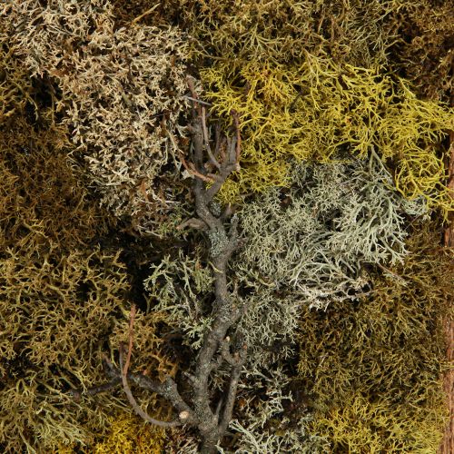 Artikel Mosfoto echte mosfoto met ingelijste lijst 40×30cm