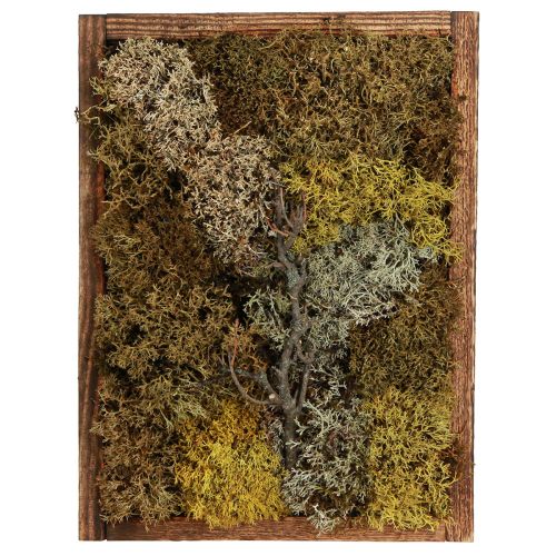 Mosfoto echte mosfoto met ingelijste lijst 40×30cm