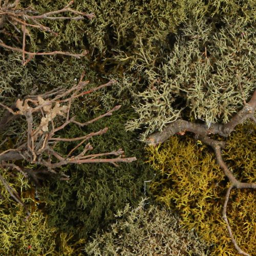 Artikel Mosfoto geconserveerd echt mos en natuurlijke takken 60×40cm