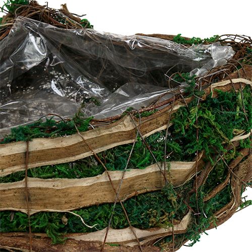 Floristik24 Moshart voor opplant L65cm B28cm