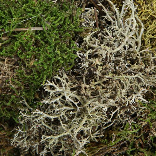 Artikel Moskrans sierkrans egelmos en voddenmos naturel Ø42cm