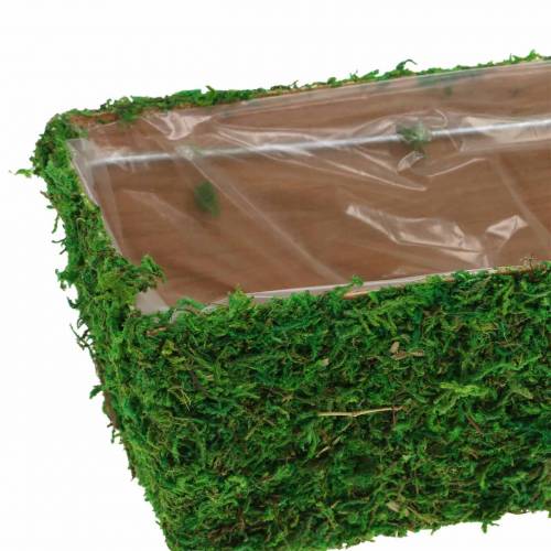 Floristik24 Plantenbak Mos Groen 20×10cm H9cm