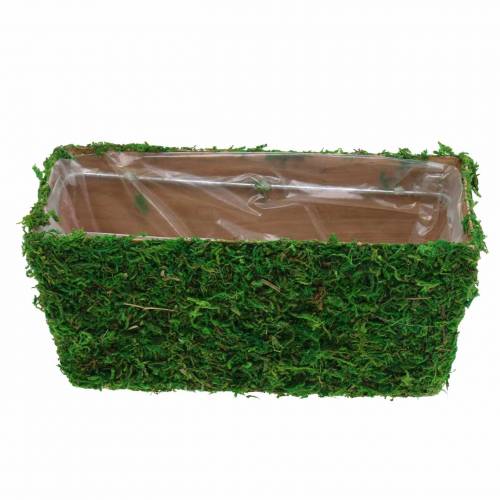 Floristik24 Plantenbak Mos Groen 20×10cm H9cm