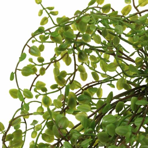 Floristik24 Mühlenbeckia Struik Groen 42cm