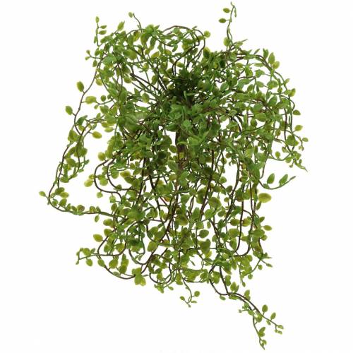 Floristik24 Mühlenbeckia Struik Groen 42cm