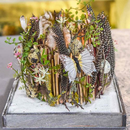 Floristik24 Mühlenbeckia Struik Groen 42cm