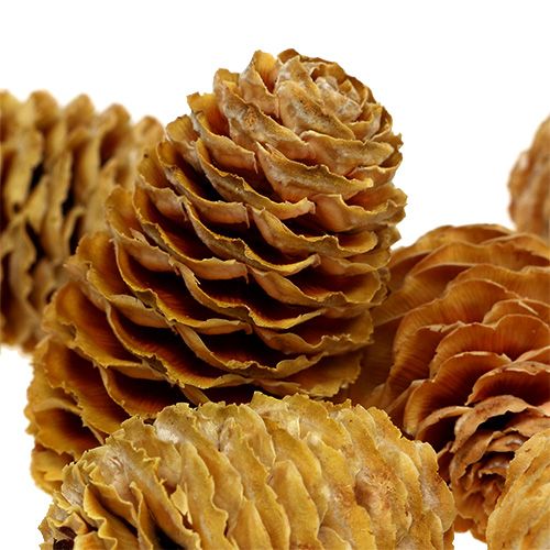 Artikel Sabulosum kegelcrème 500g
