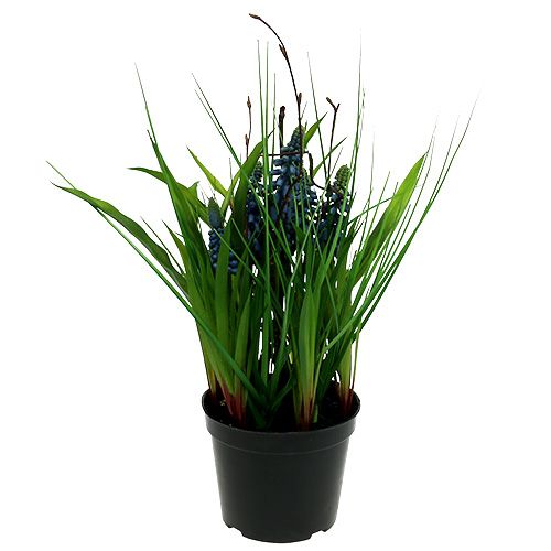 Floristik24 Muscari in een pot blauw H 30cm