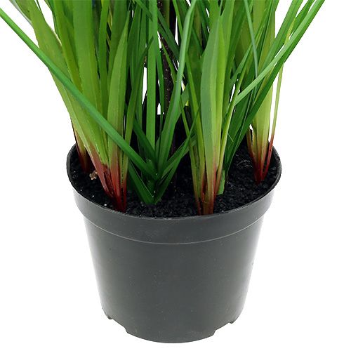 Floristik24 Muscari in een pot blauw H 30cm