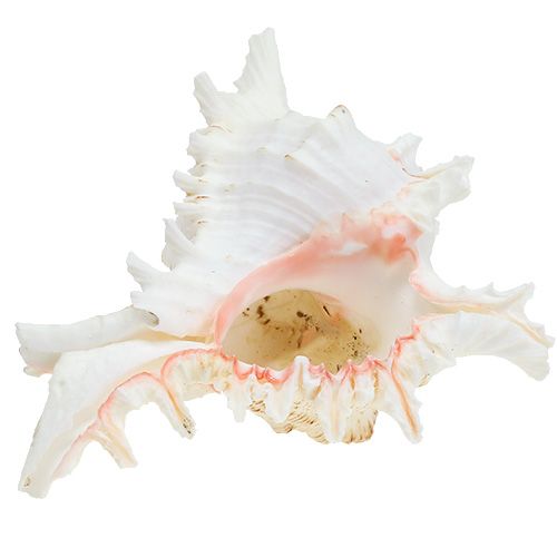 Floristik24 Schelp Chicoreus ramosus 17,5 cm
