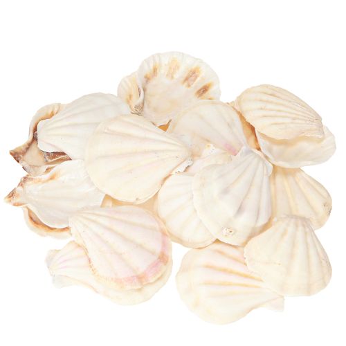 Floristik24 Schelpdecoratie Sint-Jakobsschelpen in naturel 3,5cm–4cm 300g
