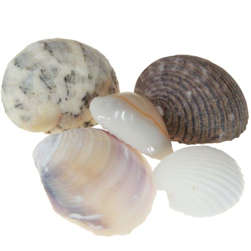 Floristik24 Schelpdecoratie mini kokkels slakkenhuisjes 1–3 cm 340 g